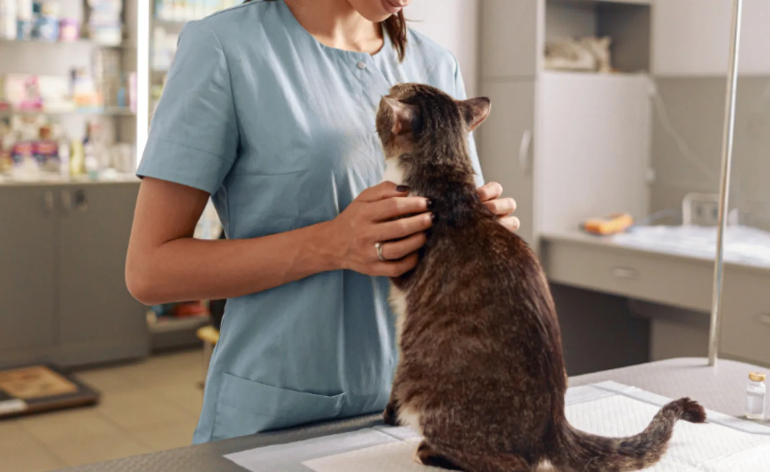 Brown cat examined by veterinarian
